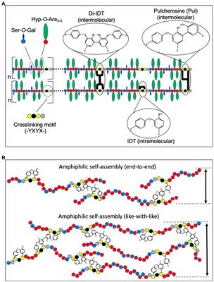 Extensins: Self-Assembly, Crosslinking, and the Role of Peroxidases